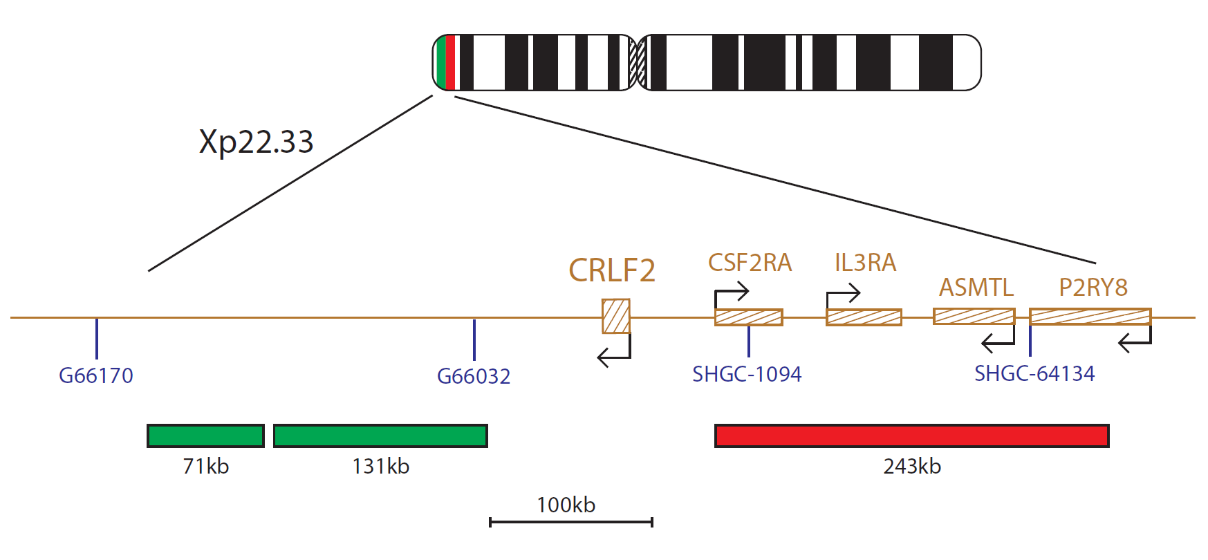 CRLF2 Breakapart