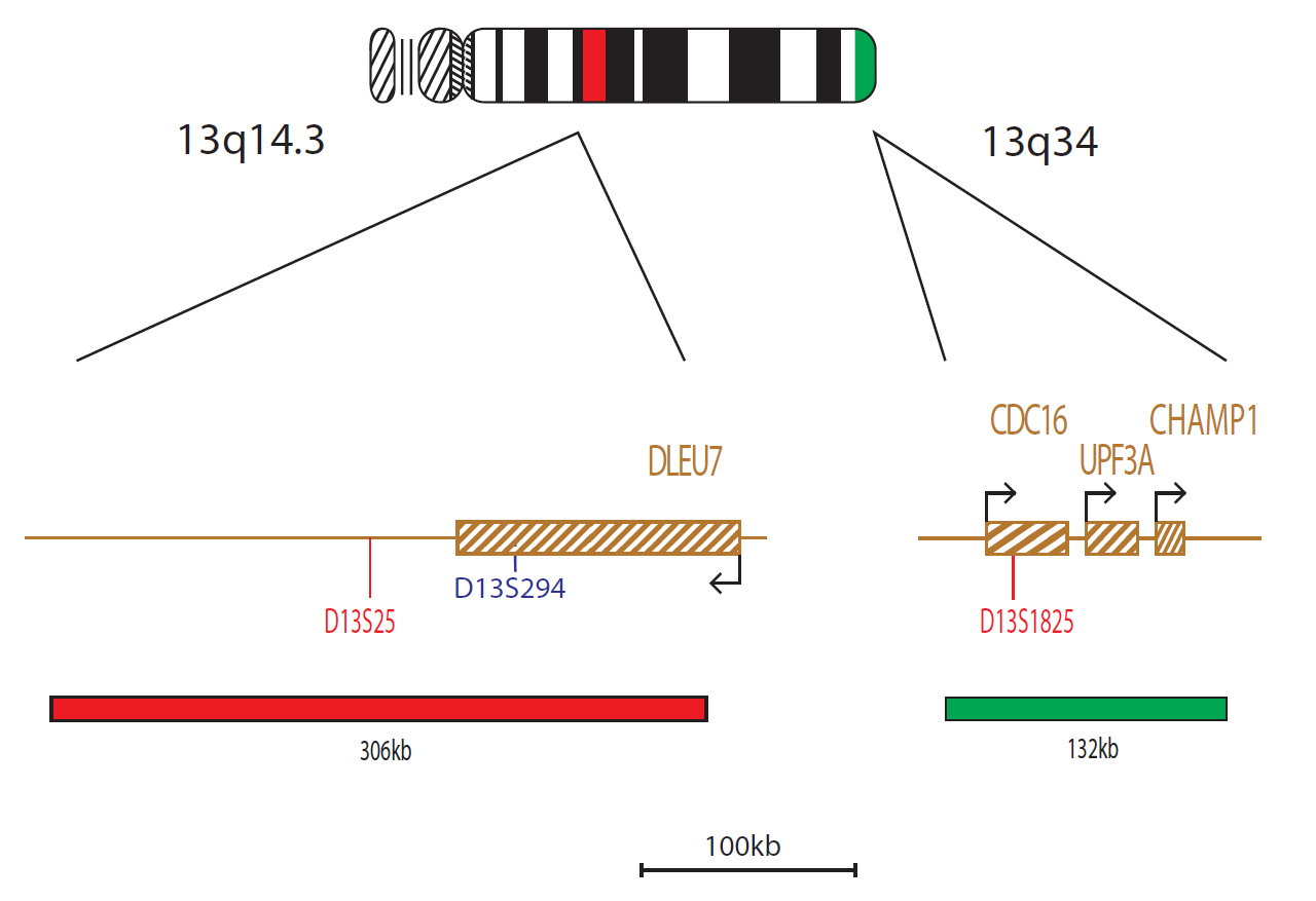 D13S25 Deletion