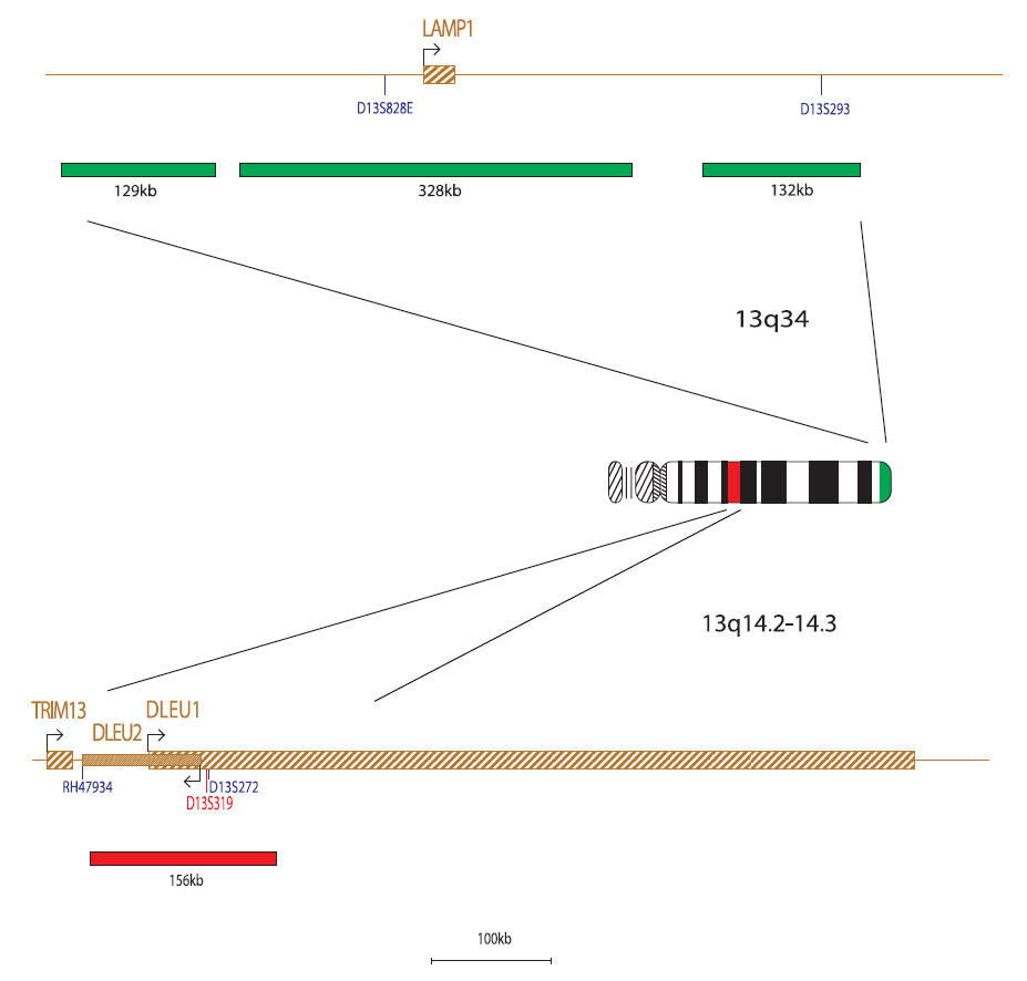 D13S319 Plus Deletion