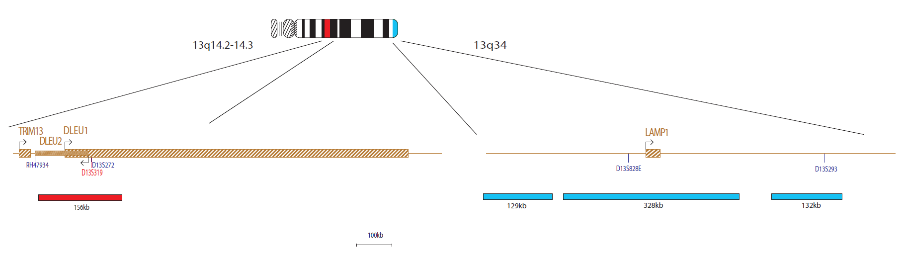 D13S319 / 13QTER / 12CEN Deletion