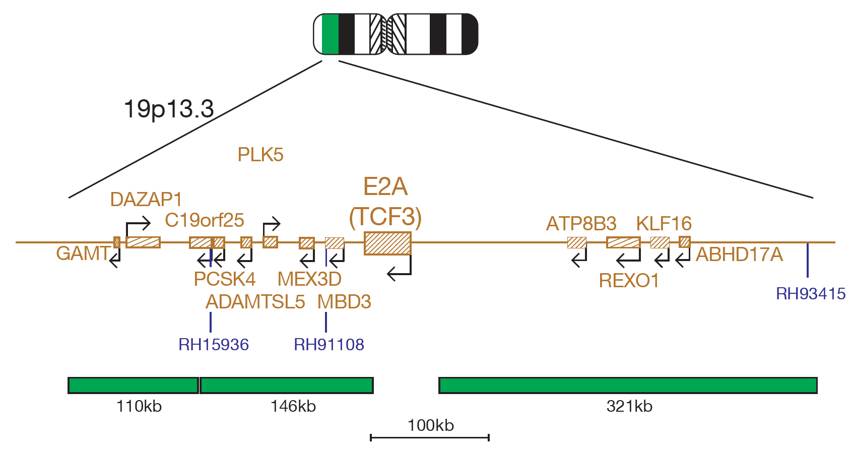 E2A (TCF3)/PBX1 PLUS Translocation