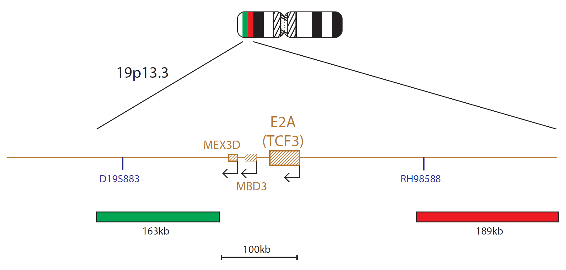 E2A (TCF3) Breakapart