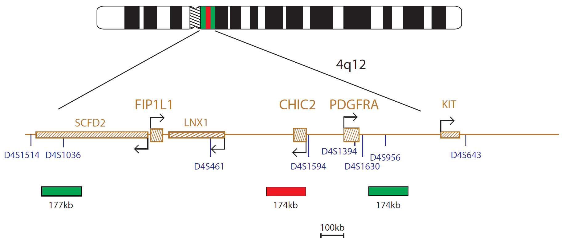 FIP1L1 / CHIC2 / PDGFRA  Deletion