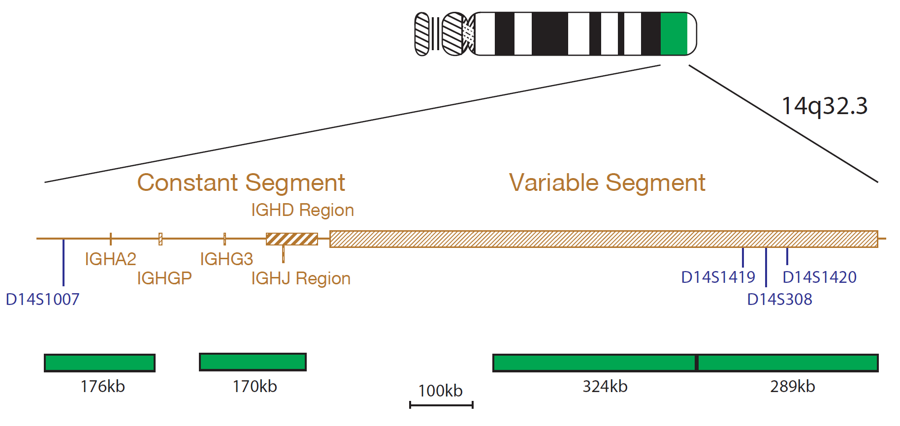 IGH/BCL2 Translocation