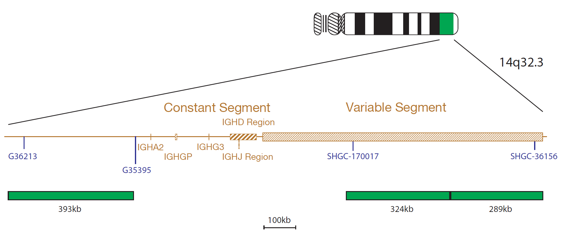 IGH/MAF PLUS Translocation