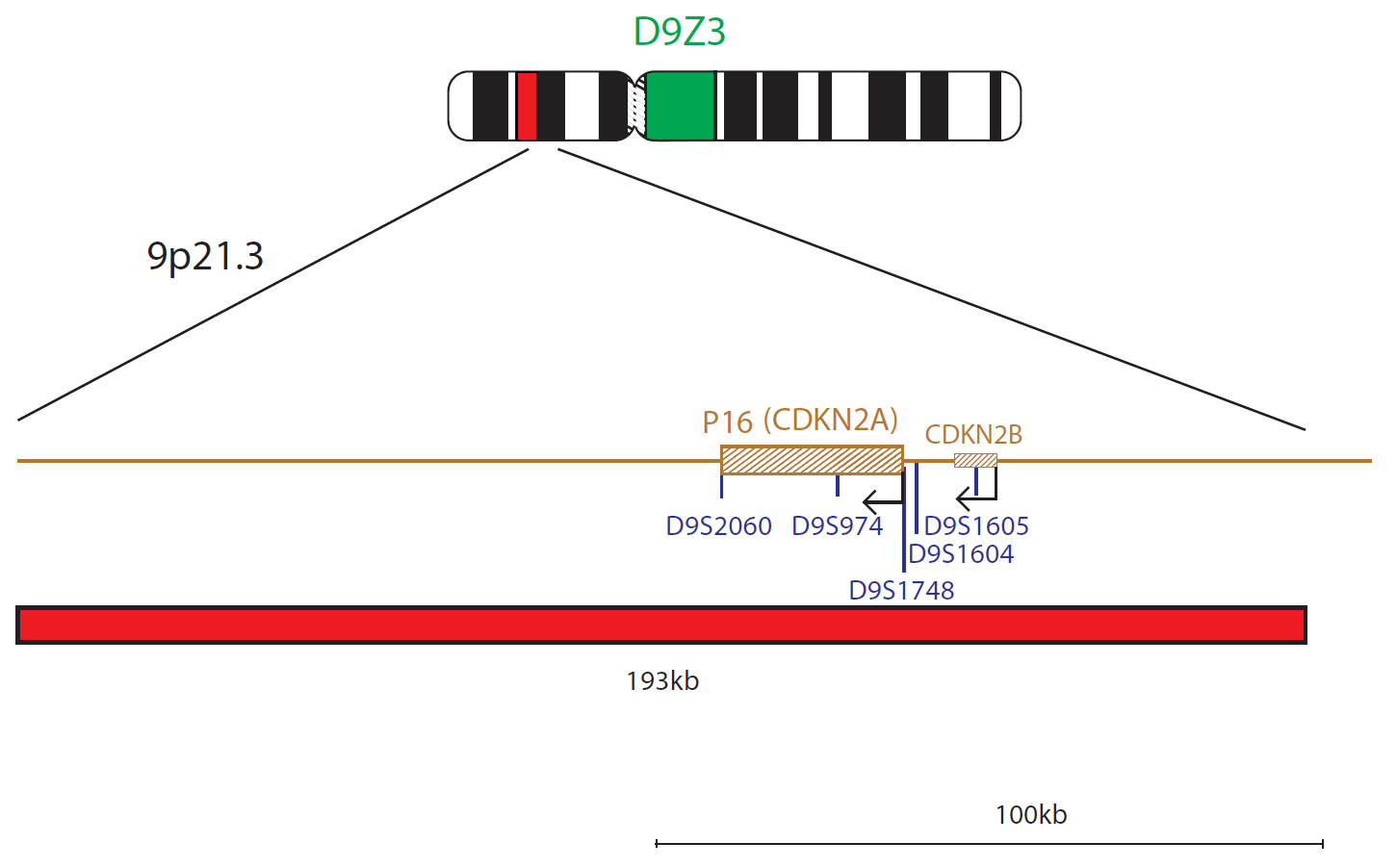 P16 (CDKN2A) Deletion