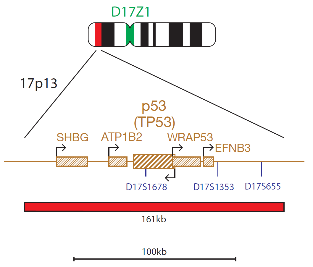 P53 (TP53) Deletion