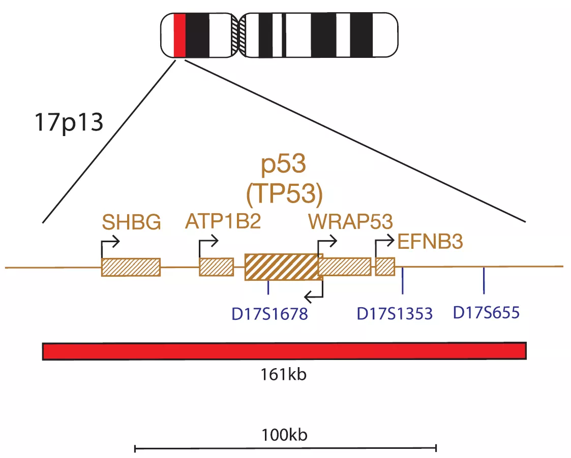 CLL PROFILER SET (P53 / ATM / D13S319)