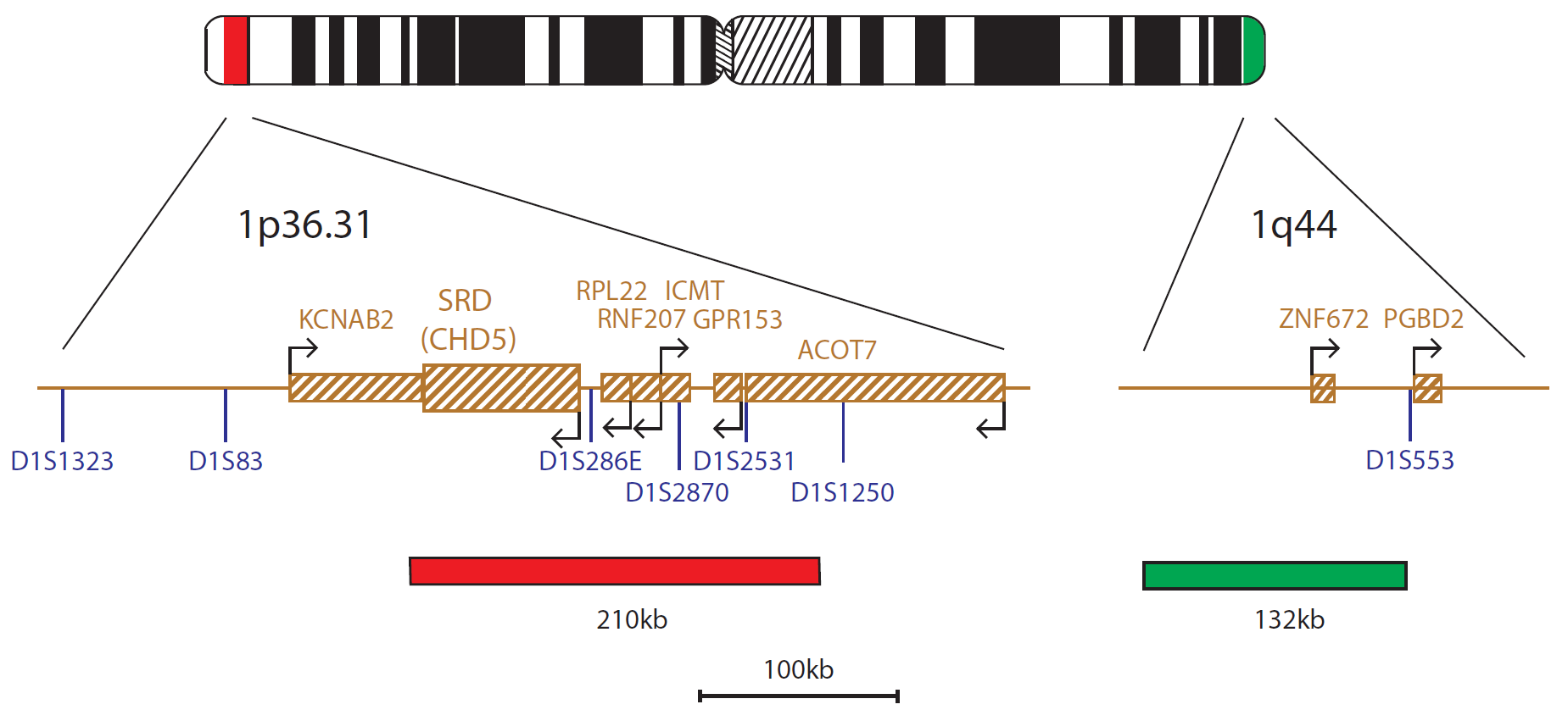 SRD (CHD5) Deletion