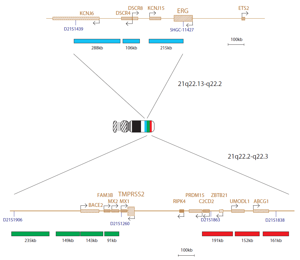 TMPRSS2 / ERG Breakapart