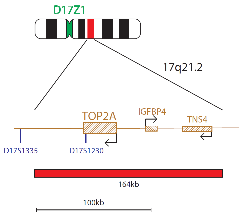 TOP2A Amplification