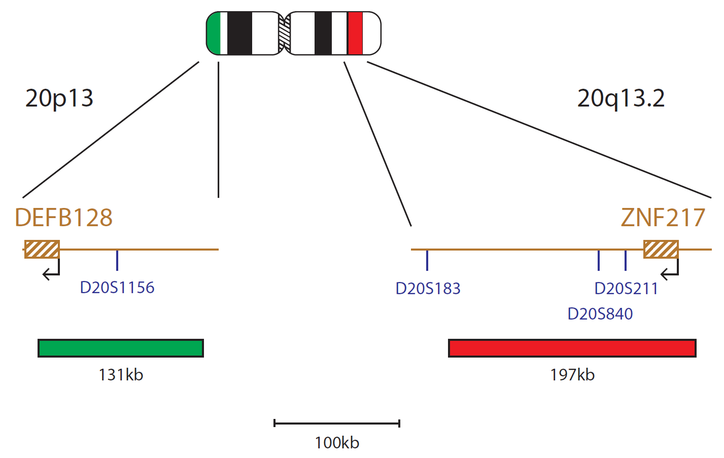 ZNF217 Amplification