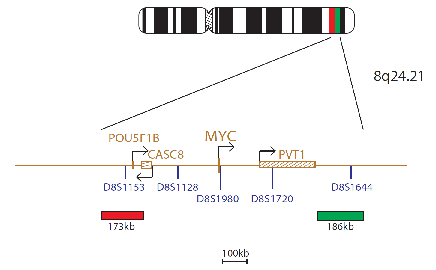 cMYC Breakapart