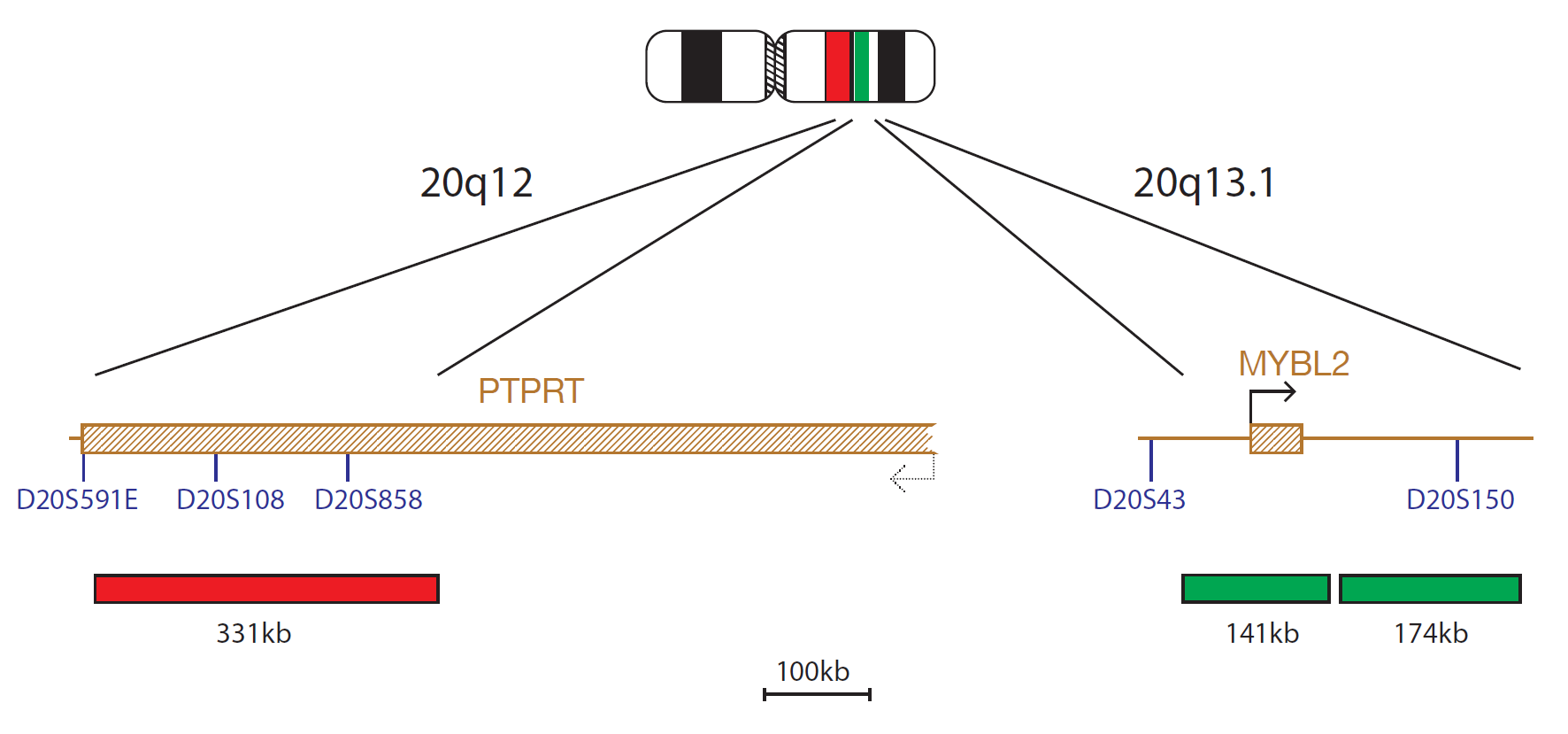 DEL 20Q Deletion