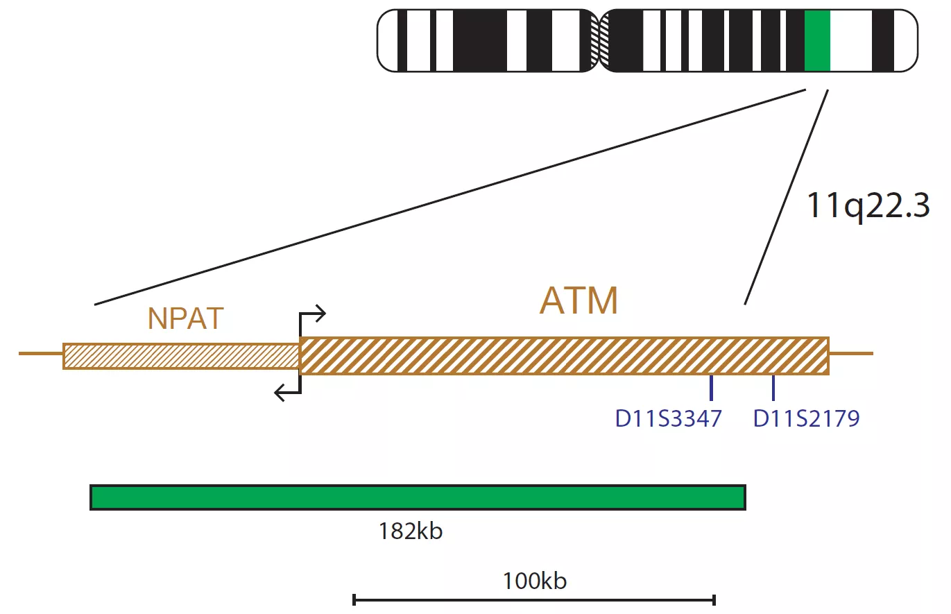 CLL PROFILER SET (P53 / ATM / D13S319)