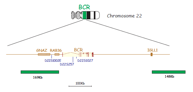 BCR/ABL Translocation