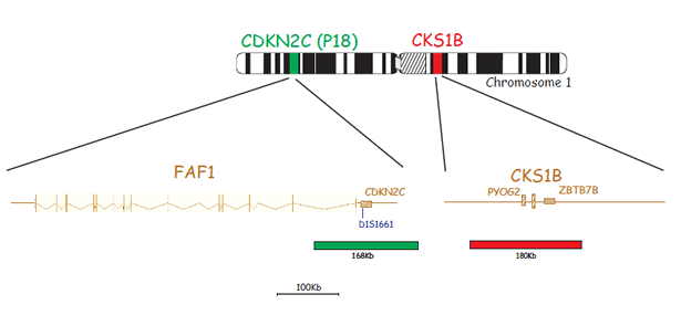 CKS1B/CDKN2C (P18) Amplification/Deletion