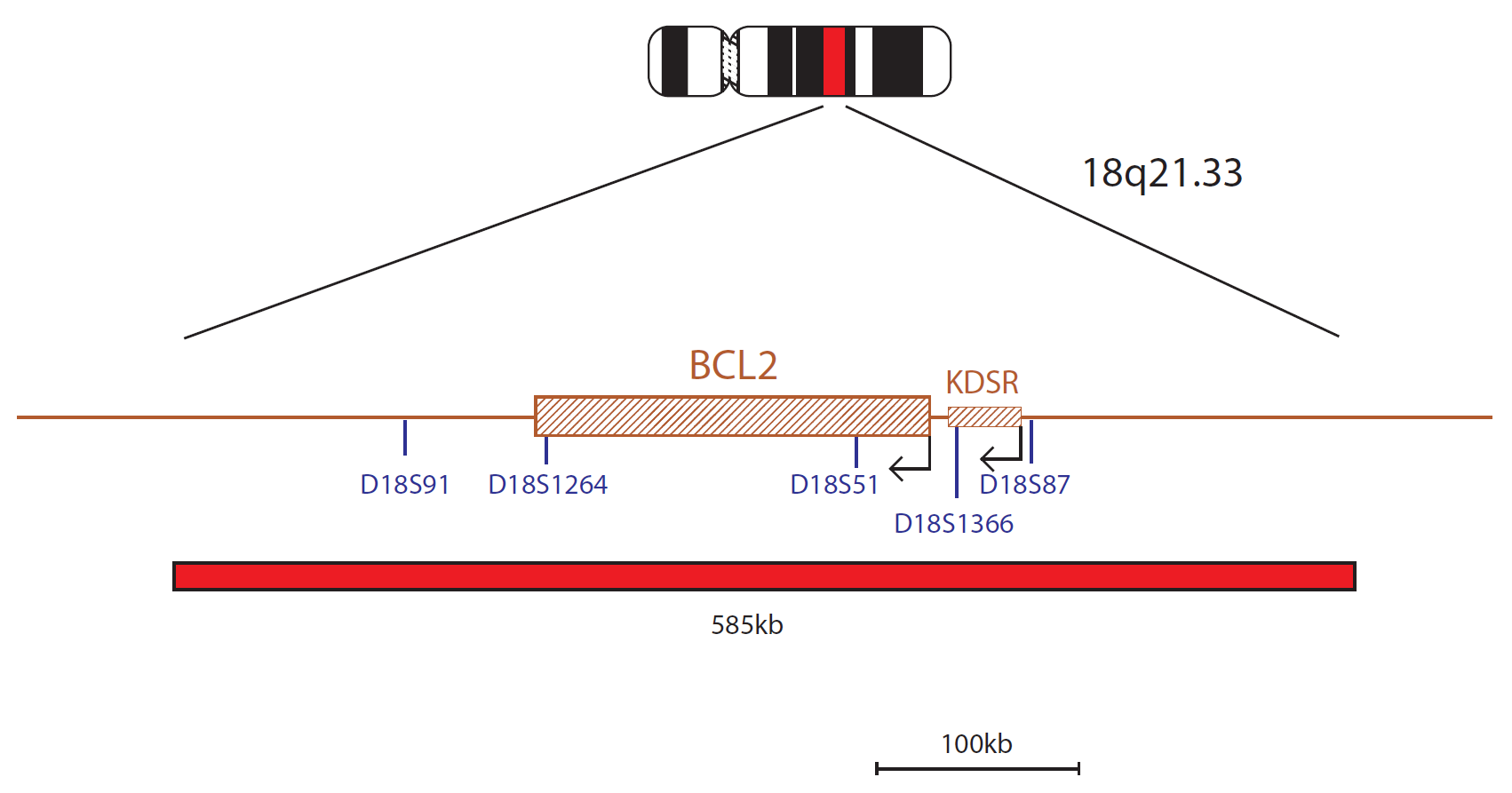 IGH/BCL2 PLUS Translocation