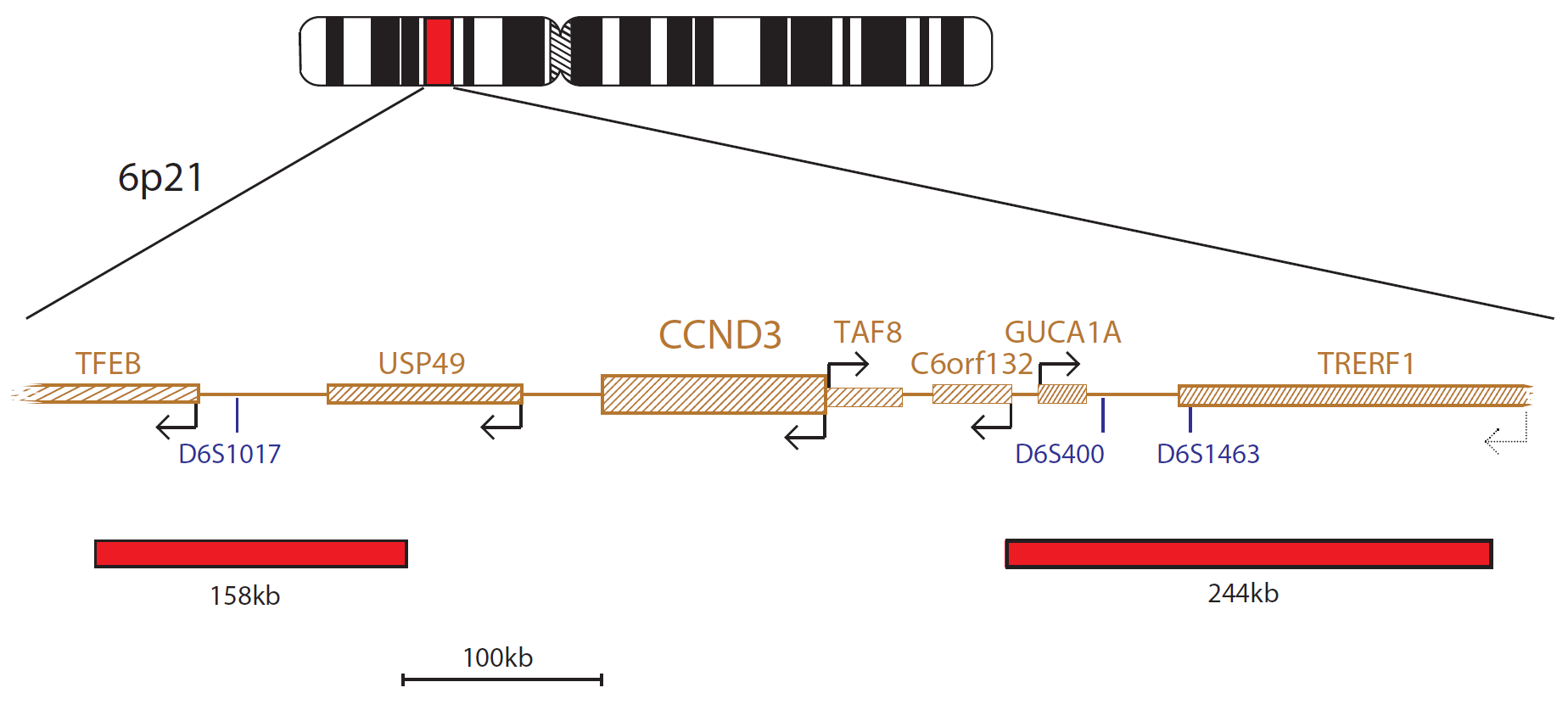 IGH/ CCND3 PLUS Translocation