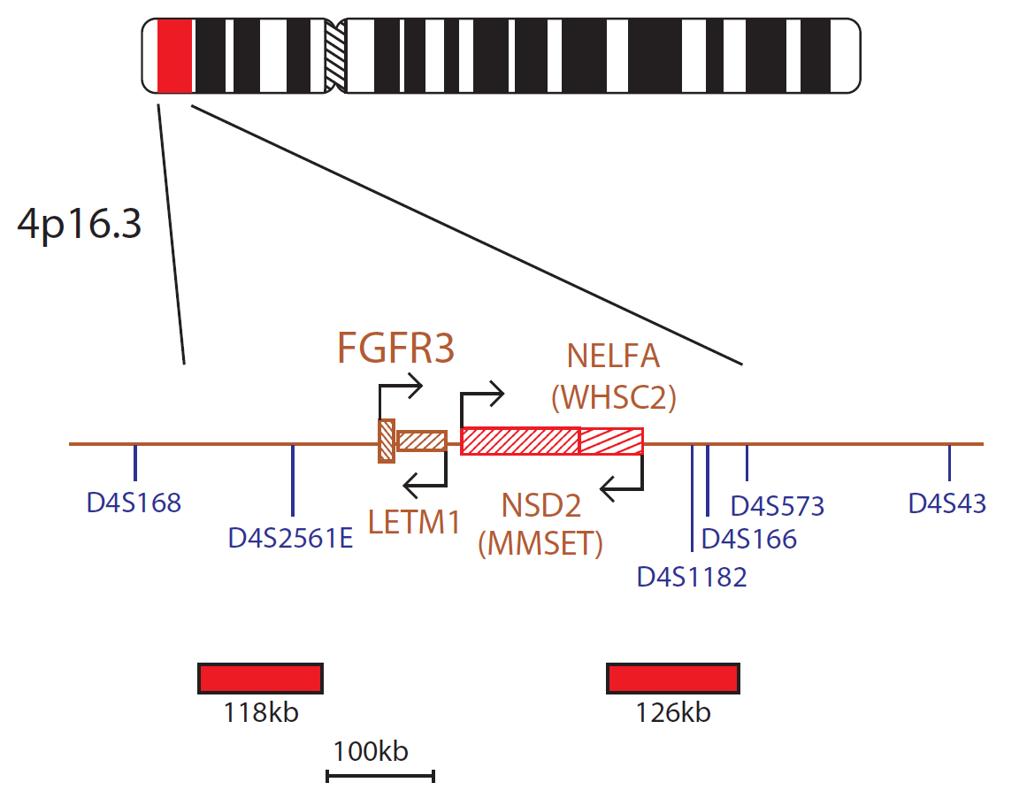 IGH/FGFR3 PLUS Translocation