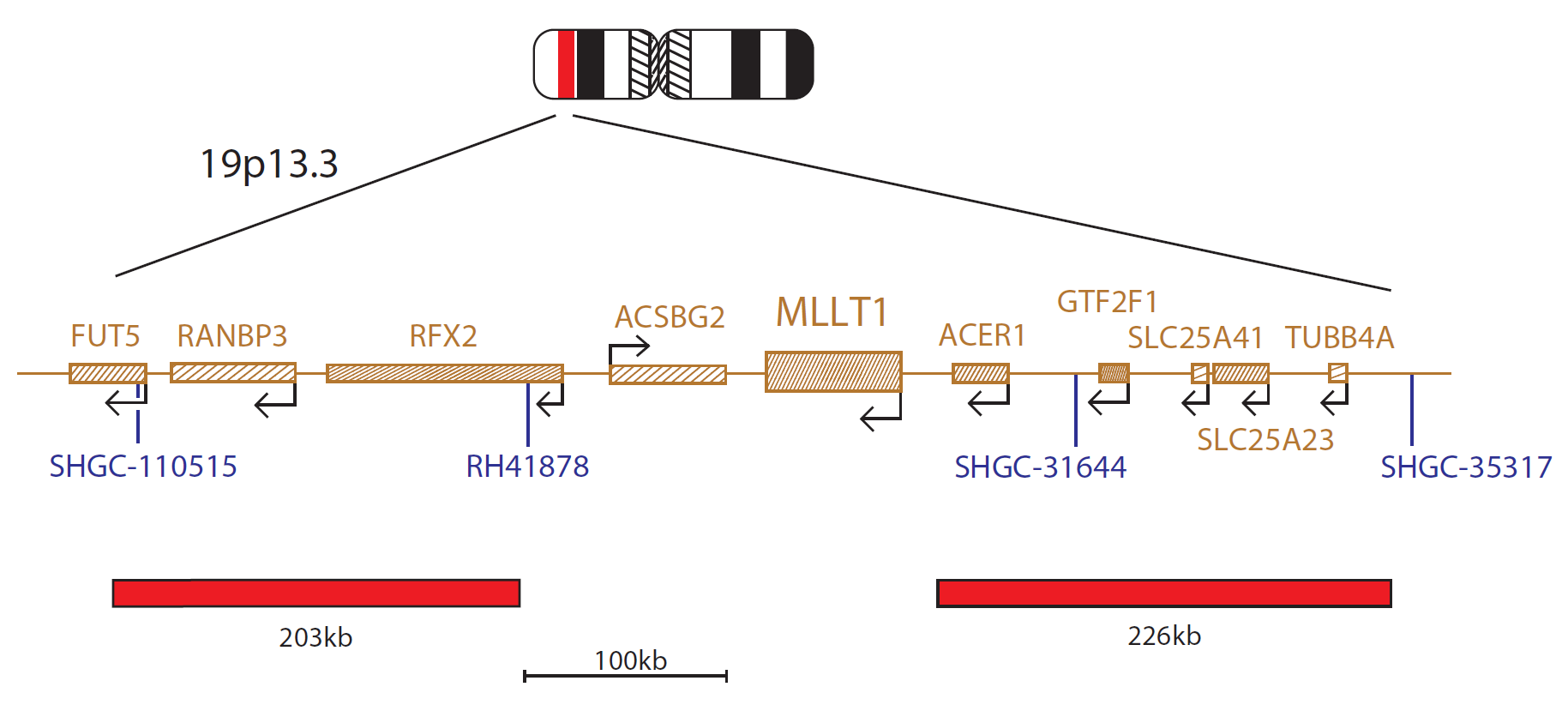 MLL(KMT2A)/MLLT1 Translocation