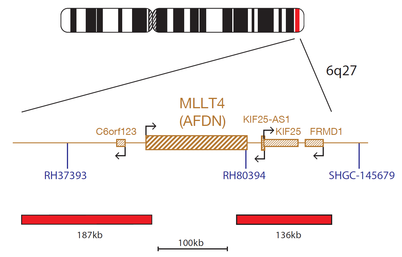 MLL(KMT2A)/MLLT4 Translocation