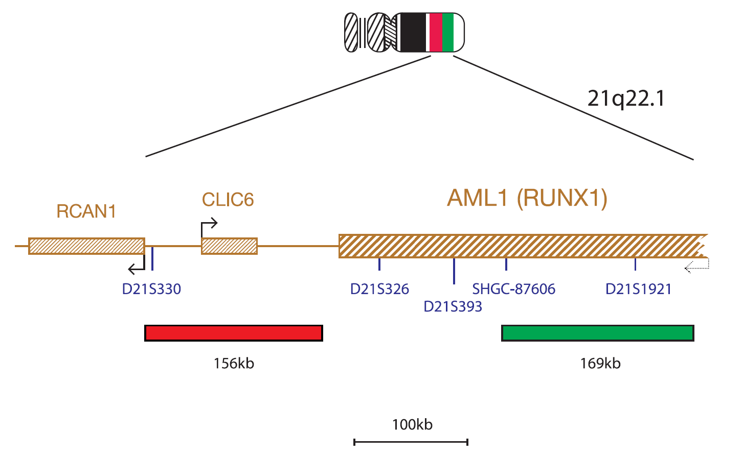 AML1 (RUNX1)